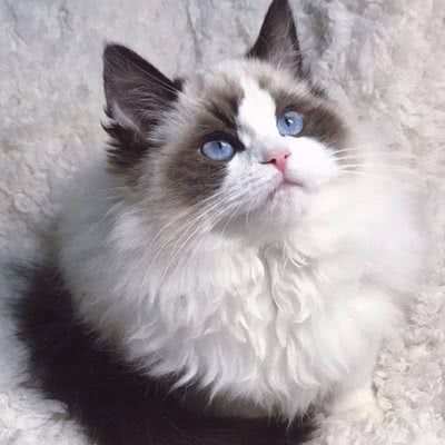 古德猫宁宠物用品