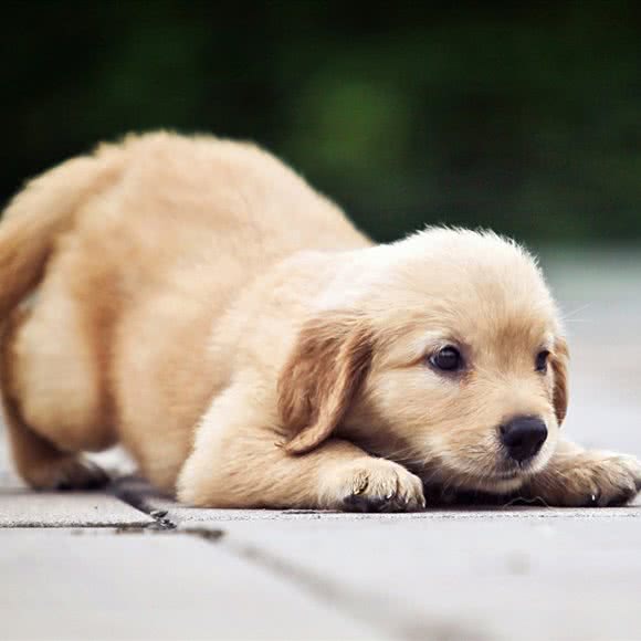 嘉牛犬业