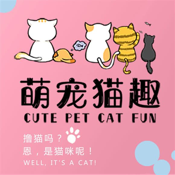 萌宠猫趣