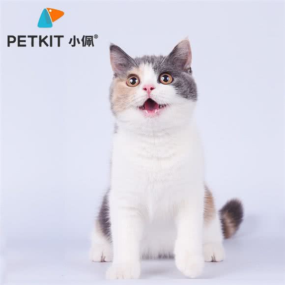 PETKIT小佩宠物·渐层·矮脚猫·加菲猫舍(建国东路店)