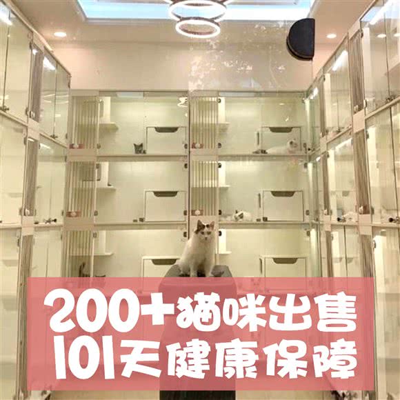 百帕·拼猫猫·布偶金渐层兔舍