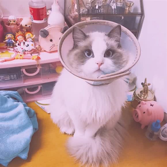 ZPet仔仔宠物