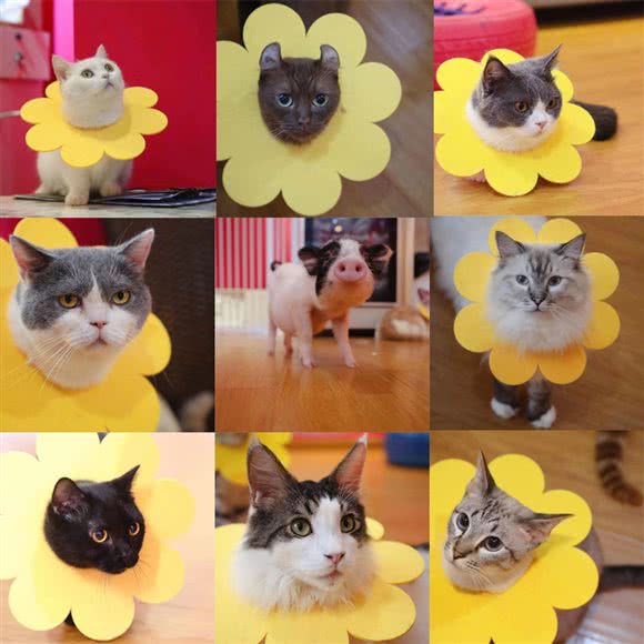 泡喵喵·猫咖·撸猫馆·桌游