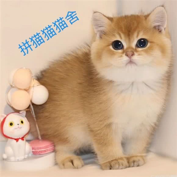 拼猫猫·英短金渐层 布偶矮脚猫舍(南京西路店)