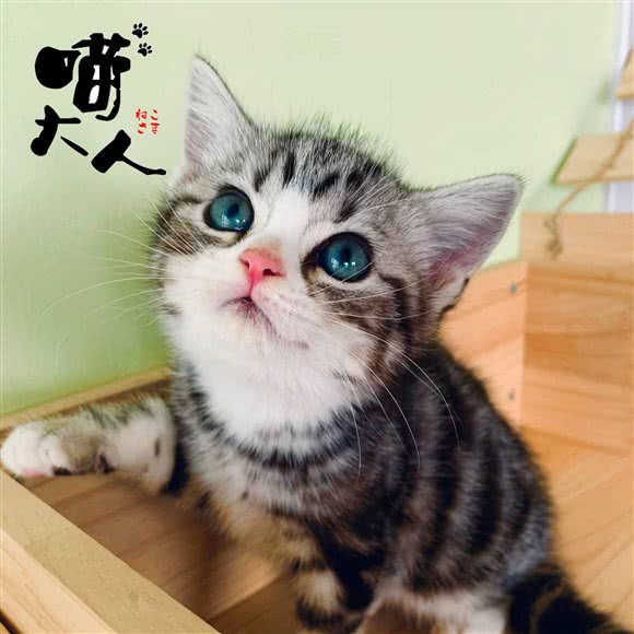 喵大人·猫舍