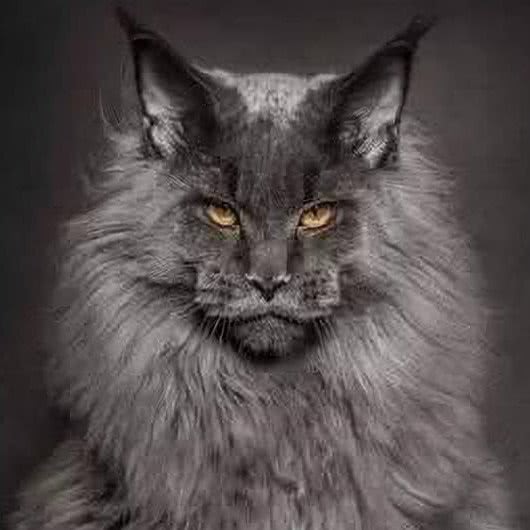 大喵の缅因猫舍·活体售卖·洗护
