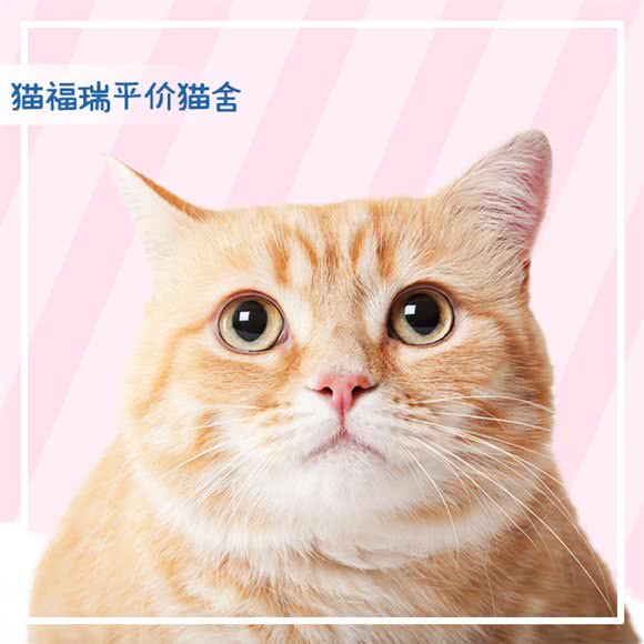 猫福瑞猫舍(中关村店)