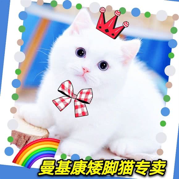 麒麟·曼基康矮脚猫舍·缅因猫德文专卖