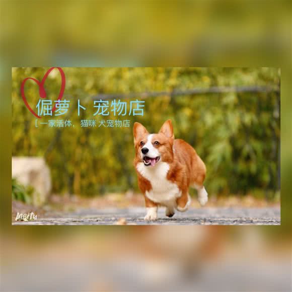倔萝卜宠物连锁机构