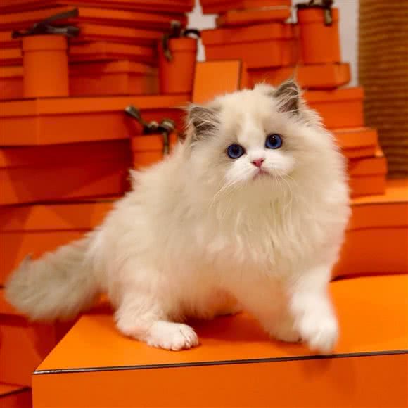 VINT QUEEN'S CAT 布偶英长德文