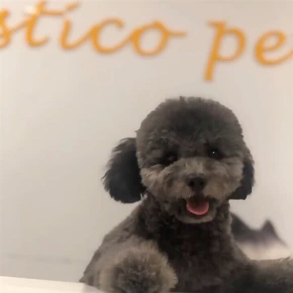 多迈仕宠物
