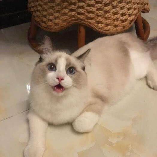 小可宠物