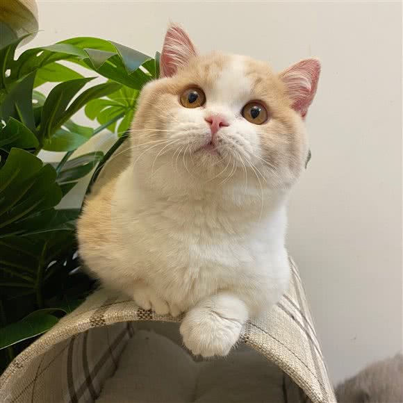 元气喵喵·精品曼基康·查理五世·矮脚猫舍