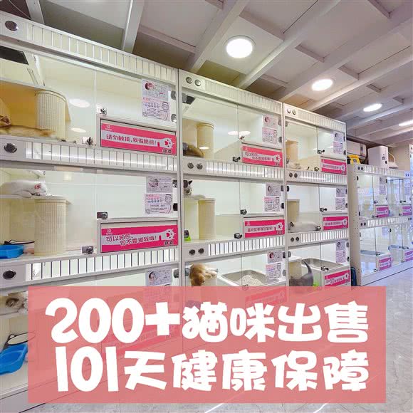 百帕·拼猫猫·布偶缅因金渐层矮脚猫舍(龙茗路店)