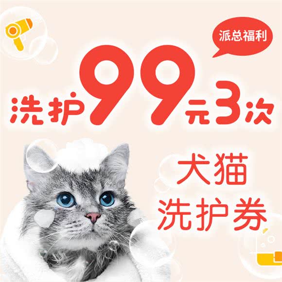 PAZON派总宠物·矮脚曼基康·拿破仑·名猫猫舍