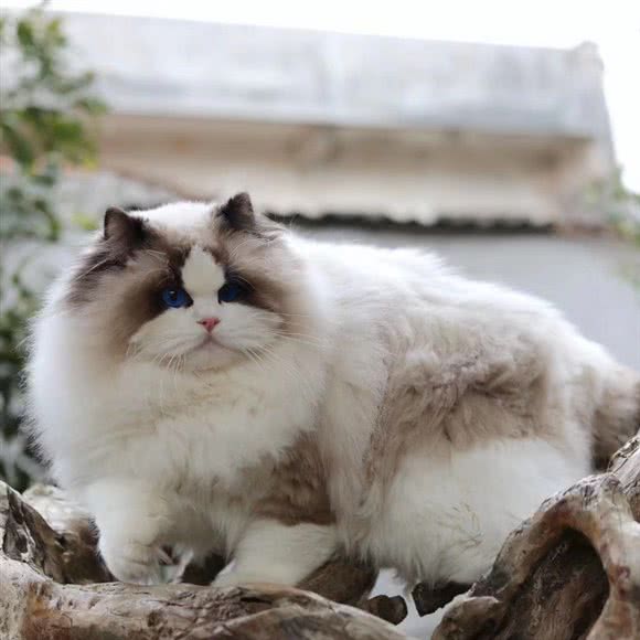 阿杰世界名猫生活馆