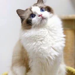 专售稀有拿破仑布偶猫猫舍