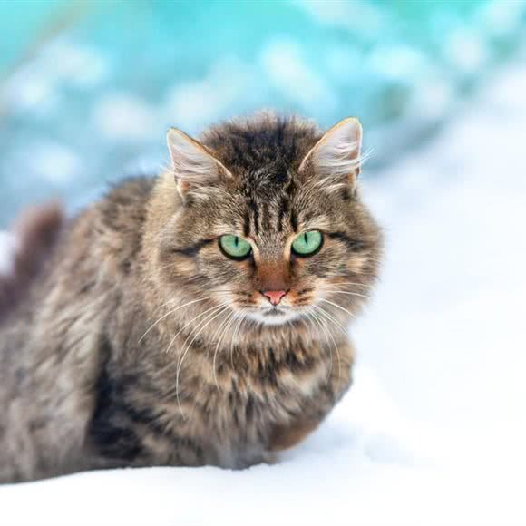 雪仙猫园