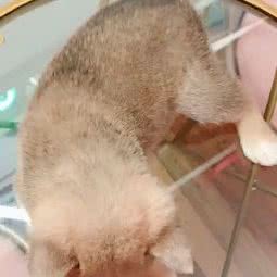 COCO家养柯基柴犬宠物狗售卖