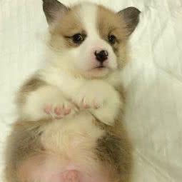 家养专业繁殖柯基柴犬宝宝