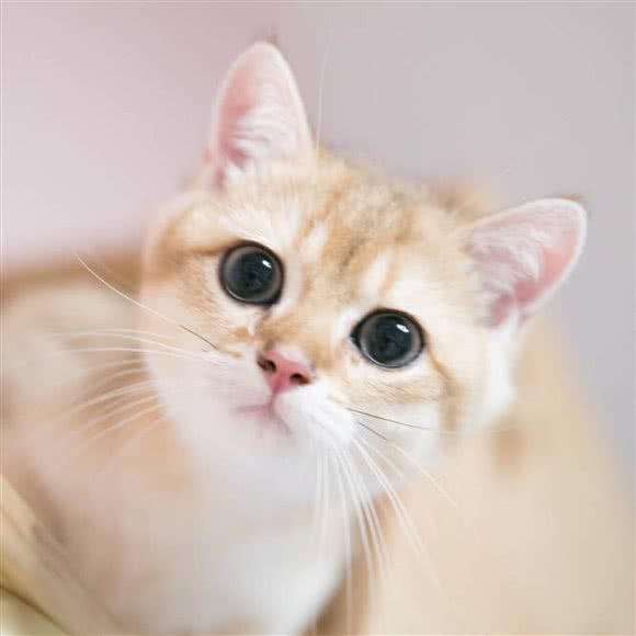 MeowSAMA喵酱猫咖·猫舍·购宠生活馆