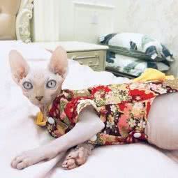 lucky喵 无毛猫猫舍