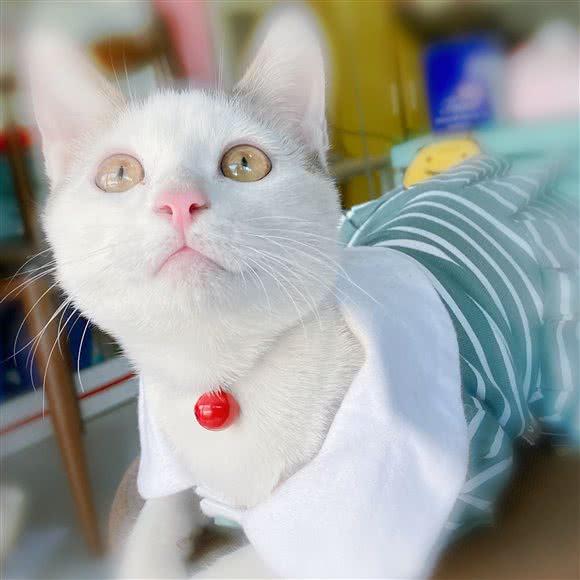 mr.P 猫咪洗护店