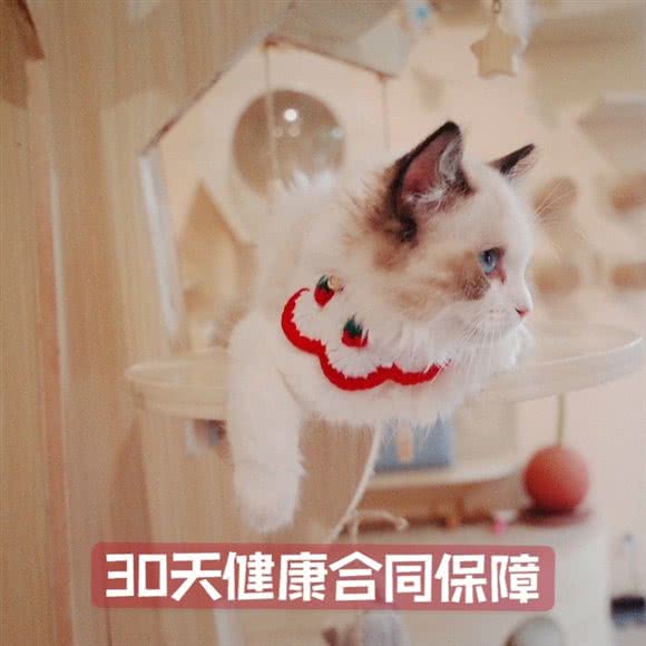 猫宁猫舍·购宠·撸猫·寄养