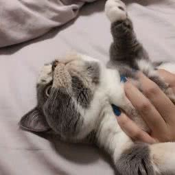 PETKIT小佩宠物(四季绿城店)