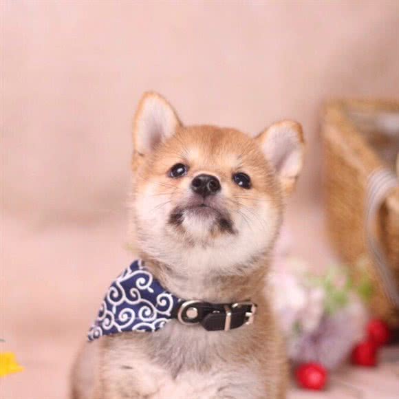 汪汪柴犬精品专卖社