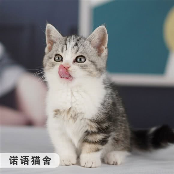 诺语猫舍·猫咪专售