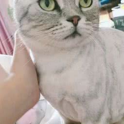 PETKIT小佩宠物狗