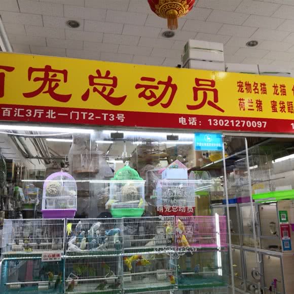 萌宠总动员