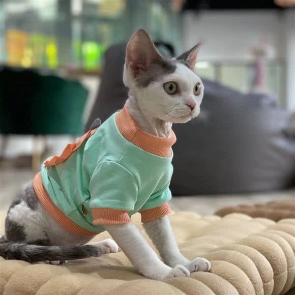 来喵宠物互动馆撸猫馆宠物店