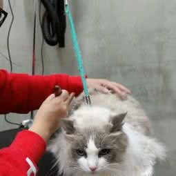 PETKIT小佩宠物(板泉店)