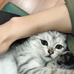 乔巴宠物
