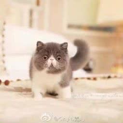 查理宠物