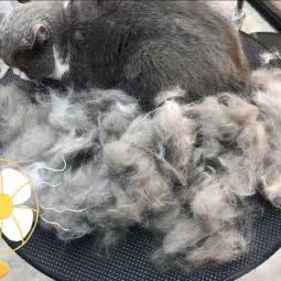 PETKIT小佩宠物狗