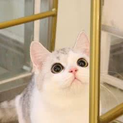 夏天猫铺の萌喵专售·CFA猫舍(大拇指广场店)
