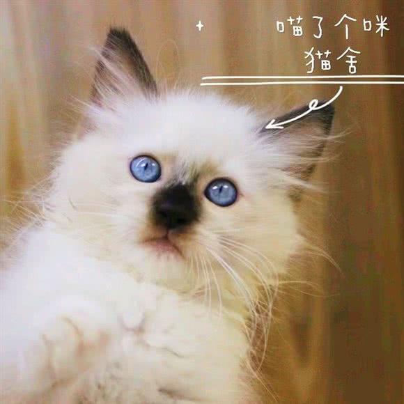 喵了个咪·猫舍·猫咪专售