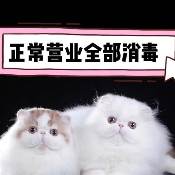 猫仆猫咖·撸猫·洗猫·寄养(松江店)