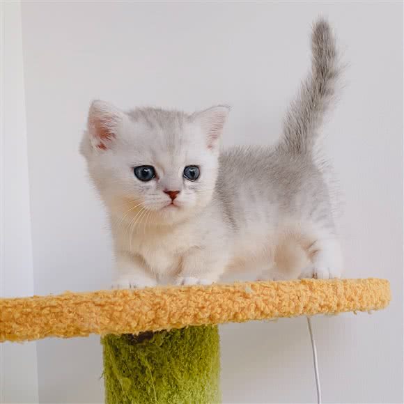 MIKA·猫舍·猫咖(泗泾别墅店)