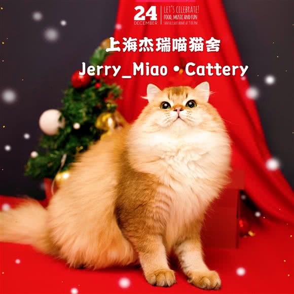 上海JerryMiao猫舍-杰瑞喵