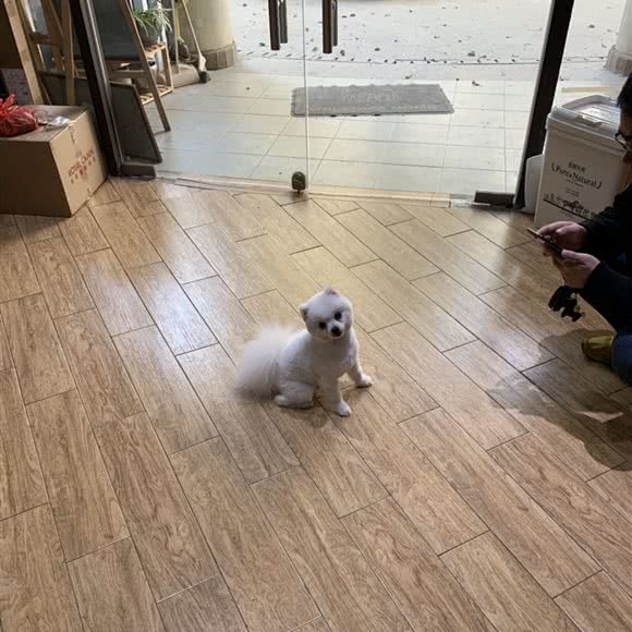 卡迪宠物