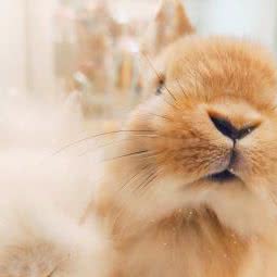 SmartPets宠时尚(新世界百货店)