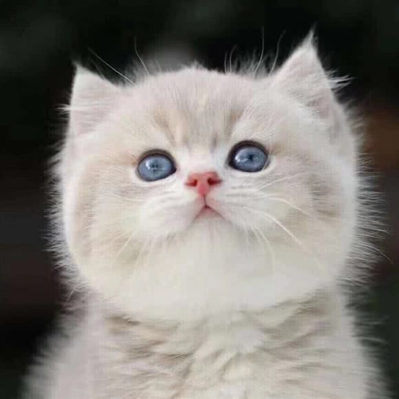 喵上喵宠物猫舍·猫咪专售(新街口店)