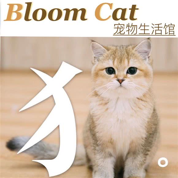 Bloom Cat·高颜值撸猫·宠物洗澡生活馆