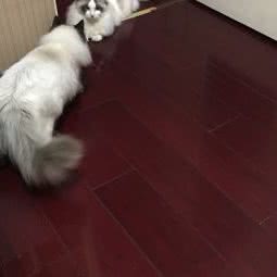 爱哆宠物