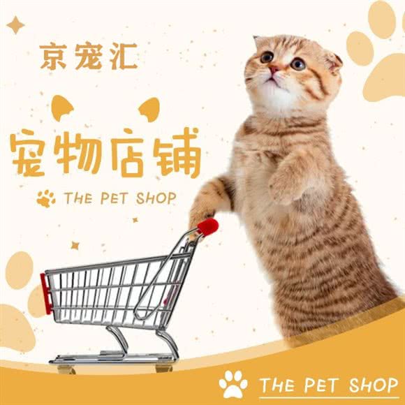 京宠汇 宠物猫猫专卖