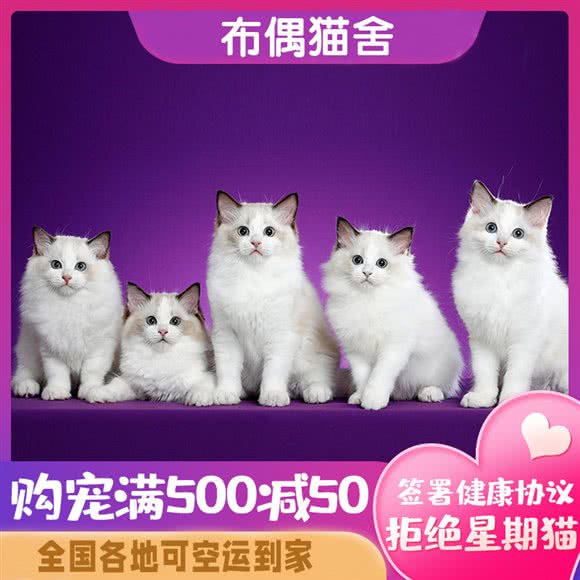 布偶猫舍(百家湖店)